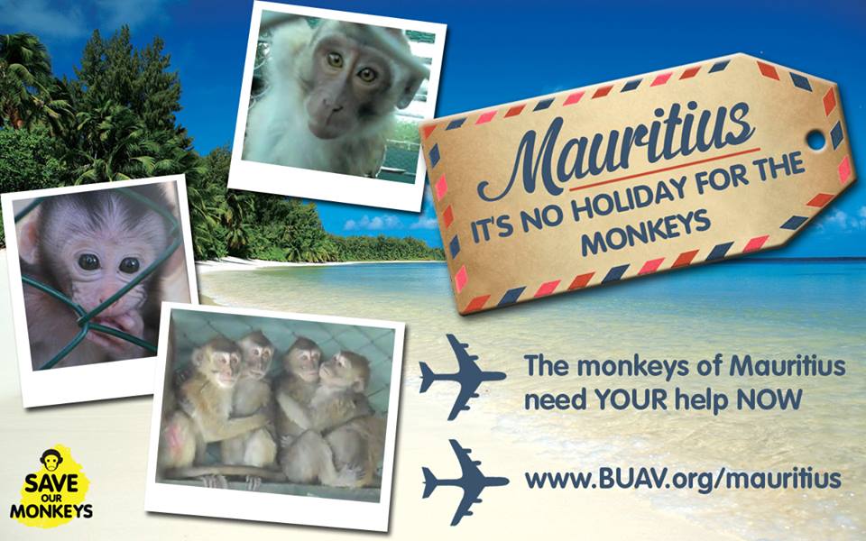 Help Monkeys in Mauritius